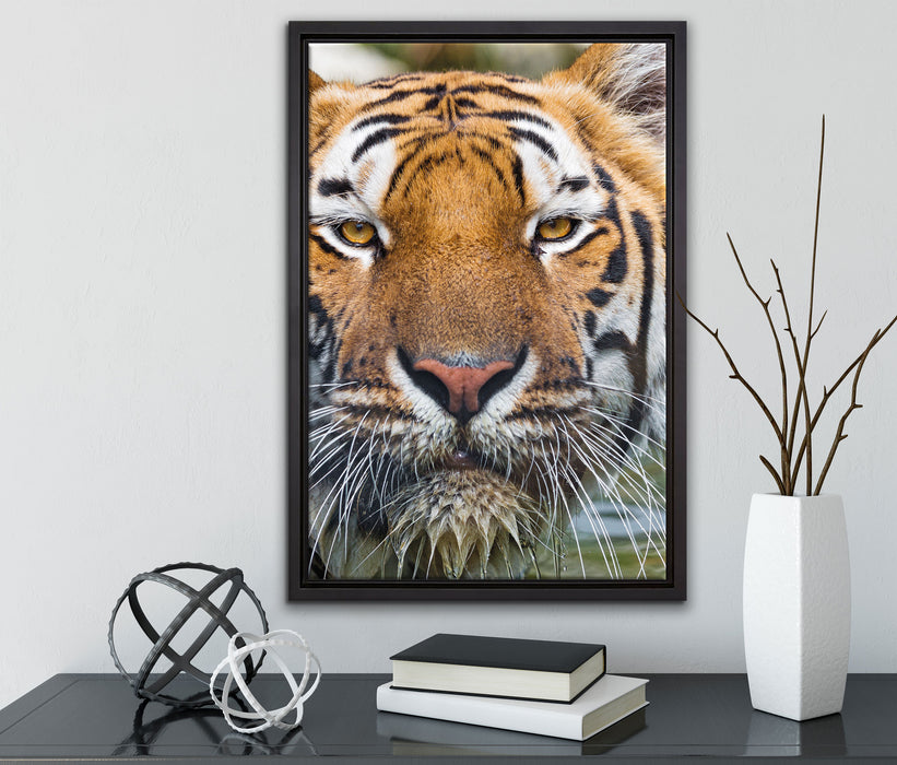 Tiger im Wasser auf Leinwandbild gerahmt mit Kirschblüten