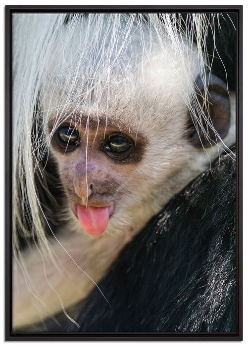 kleines Colobus-Äffchen auf Leinwandbild gerahmt Größe 100x70