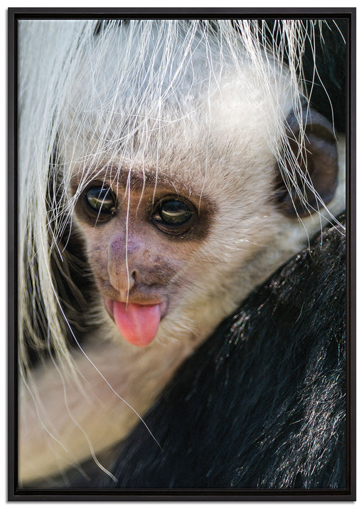 kleines Colobus-Äffchen auf Leinwandbild gerahmt Größe 100x70