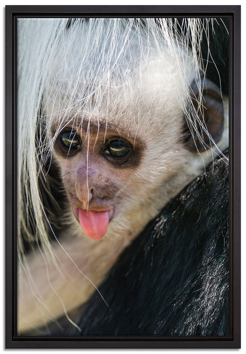 kleines Colobus-Äffchen auf Leinwandbild gerahmt Größe 60x40