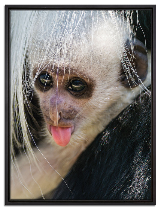 kleines Colobus-Äffchen auf Leinwandbild gerahmt Größe 80x60