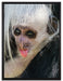 kleines Colobus-Äffchen auf Leinwandbild gerahmt Größe 80x60