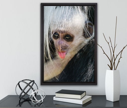 kleines Colobus-Äffchen auf Leinwandbild gerahmt mit Kirschblüten