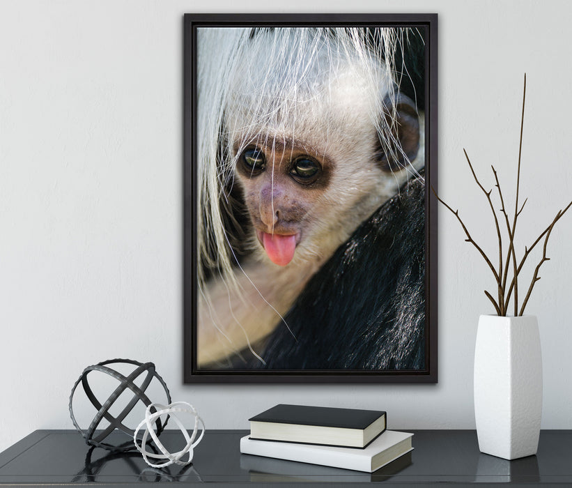 kleines Colobus-Äffchen auf Leinwandbild gerahmt mit Kirschblüten