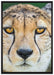 ruhender Gepard auf Leinwandbild gerahmt Größe 100x70