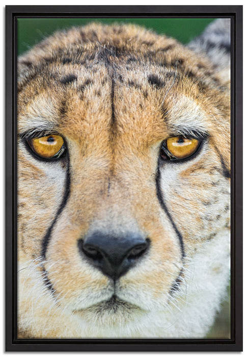 ruhender Gepard auf Leinwandbild gerahmt Größe 60x40