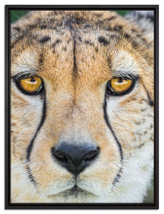 ruhender Gepard auf Leinwandbild gerahmt Größe 80x60