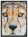 ruhender Gepard auf Leinwandbild gerahmt Größe 80x60