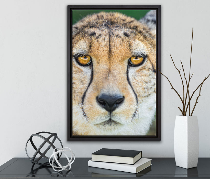 ruhender Gepard auf Leinwandbild gerahmt mit Kirschblüten