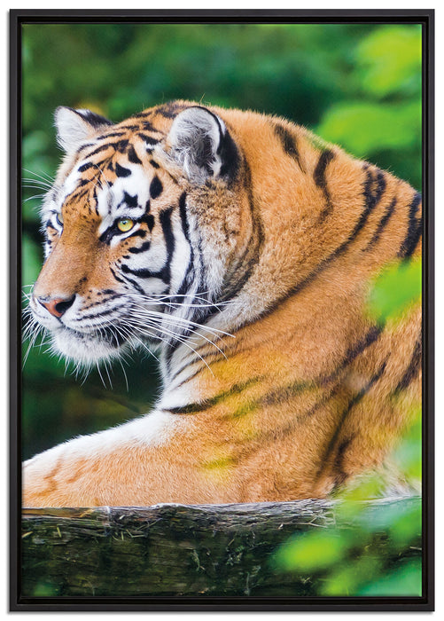 anmutiger Tiger auf Baumstamm auf Leinwandbild gerahmt Größe 100x70