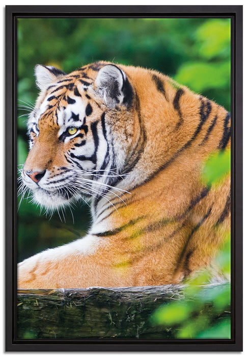 anmutiger Tiger auf Baumstamm auf Leinwandbild gerahmt Größe 60x40