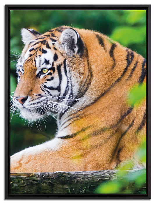 anmutiger Tiger auf Baumstamm auf Leinwandbild gerahmt Größe 80x60