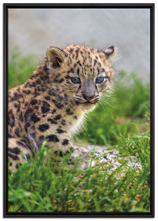 junger Leopard im Gras auf Leinwandbild gerahmt Größe 100x70