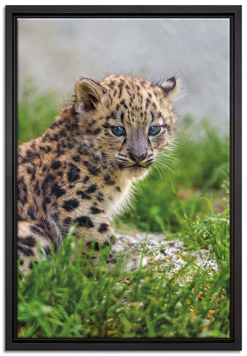 junger Leopard im Gras auf Leinwandbild gerahmt Größe 60x40