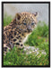 junger Leopard im Gras auf Leinwandbild gerahmt Größe 80x60