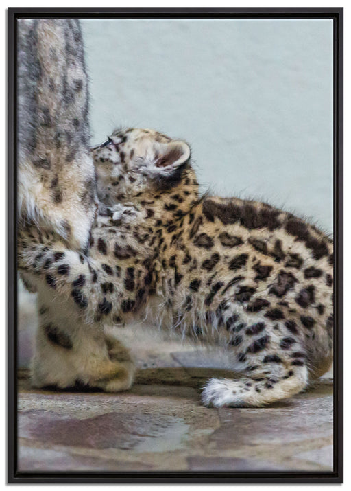 kleiner Leopard beim Spielen auf Leinwandbild gerahmt Größe 100x70