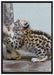 kleiner Leopard beim Spielen auf Leinwandbild gerahmt Größe 100x70