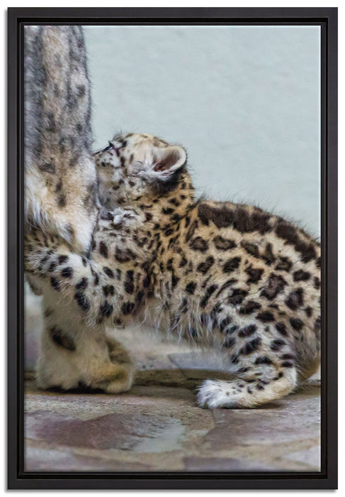 kleiner Leopard beim Spielen auf Leinwandbild gerahmt Größe 60x40