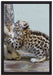 kleiner Leopard beim Spielen auf Leinwandbild gerahmt Größe 60x40