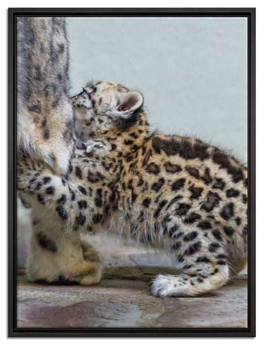 kleiner Leopard beim Spielen auf Leinwandbild gerahmt Größe 80x60