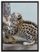 kleiner Leopard beim Spielen auf Leinwandbild gerahmt Größe 80x60