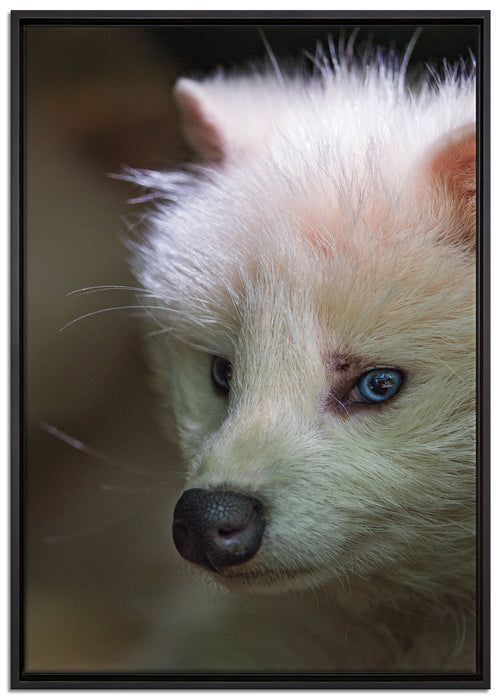Polarfuchs in Höhle auf Leinwandbild gerahmt Größe 100x70