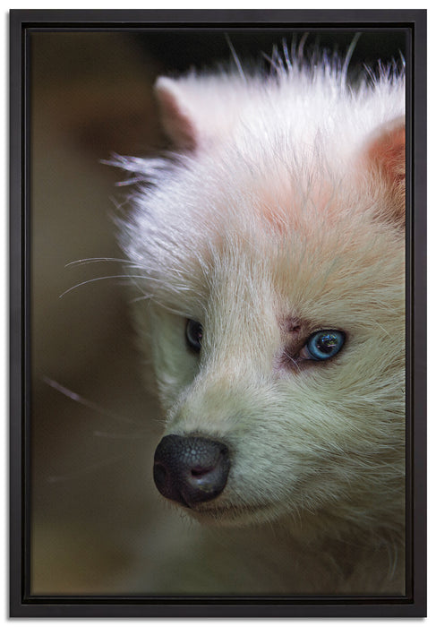 Polarfuchs in Höhle auf Leinwandbild gerahmt Größe 60x40