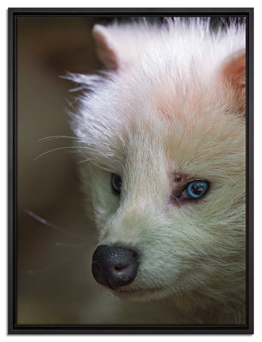 Polarfuchs in Höhle auf Leinwandbild gerahmt Größe 80x60