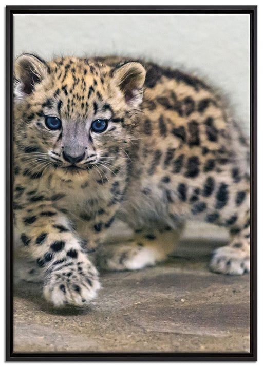 stolzierendes Leopardenjunges auf Leinwandbild gerahmt Größe 100x70