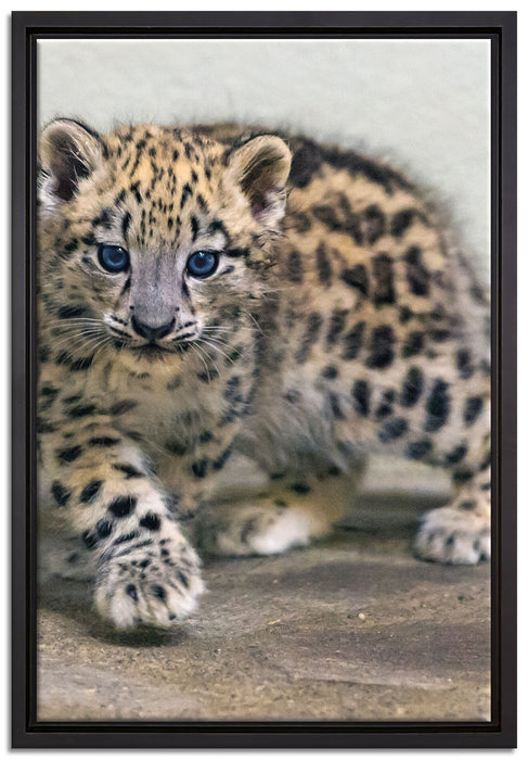 stolzierendes Leopardenjunges auf Leinwandbild gerahmt Größe 60x40