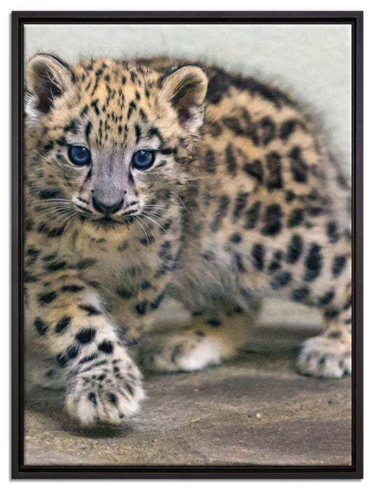 stolzierendes Leopardenjunges auf Leinwandbild gerahmt Größe 80x60