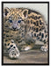 stolzierendes Leopardenjunges auf Leinwandbild gerahmt Größe 80x60