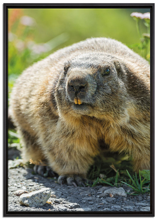 Biber im Gras auf Leinwandbild gerahmt Größe 100x70