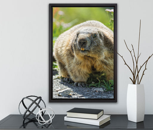 Biber im Gras auf Leinwandbild gerahmt mit Kirschblüten