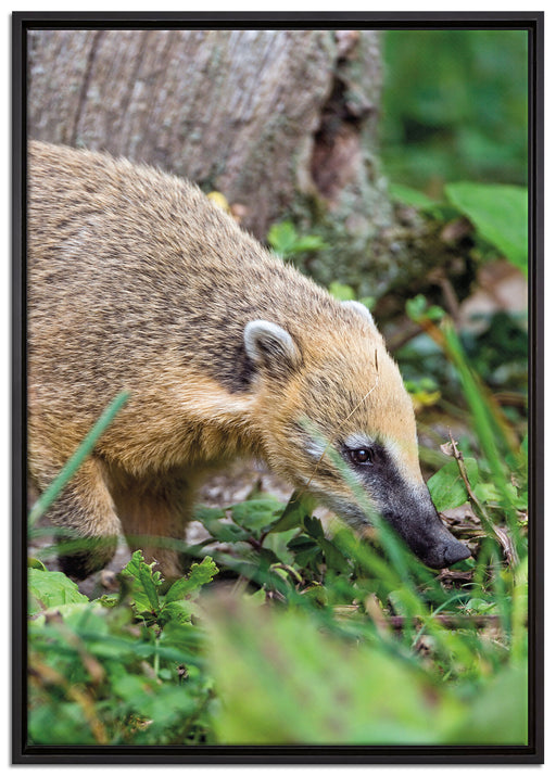 Nasenbär auf Nahrungssuche auf Leinwandbild gerahmt Größe 100x70