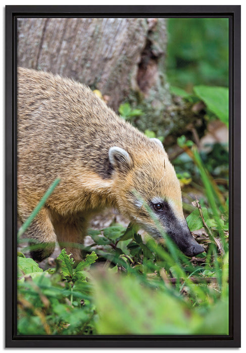 Nasenbär auf Nahrungssuche auf Leinwandbild gerahmt Größe 60x40
