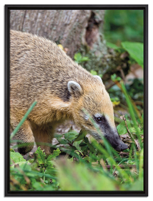 Nasenbär auf Nahrungssuche auf Leinwandbild gerahmt Größe 80x60