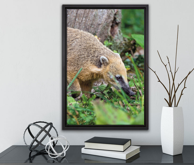 Nasenbär auf Nahrungssuche auf Leinwandbild gerahmt mit Kirschblüten