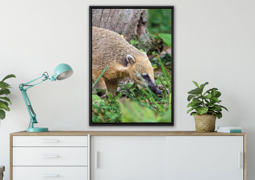 Nasenbär auf Nahrungssuche auf Leinwandbild gerahmt verschiedene Größen im Wohnzimmer