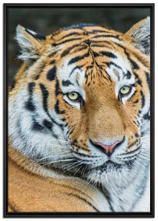 prächtiger Tiger auf Leinwandbild gerahmt Größe 100x70