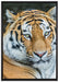 prächtiger Tiger auf Leinwandbild gerahmt Größe 100x70