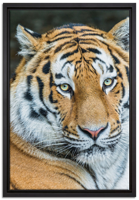 prächtiger Tiger auf Leinwandbild gerahmt Größe 60x40