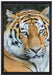 prächtiger Tiger auf Leinwandbild gerahmt Größe 60x40