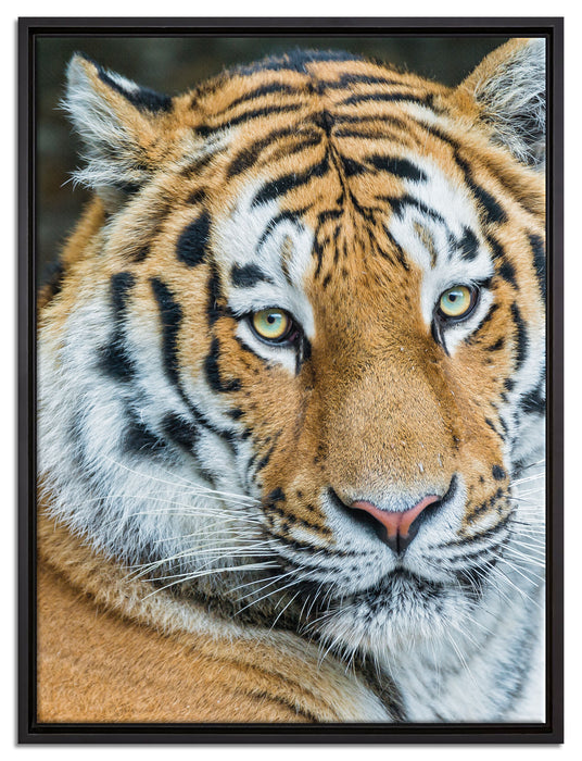 prächtiger Tiger auf Leinwandbild gerahmt Größe 80x60