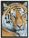 prächtiger Tiger auf Leinwandbild gerahmt Größe 80x60