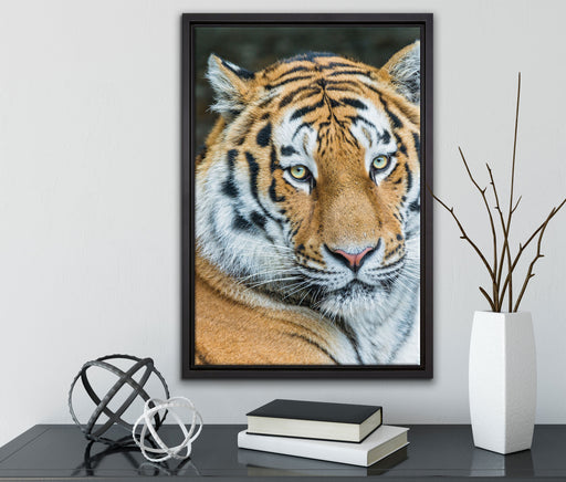 prächtiger Tiger auf Leinwandbild gerahmt mit Kirschblüten