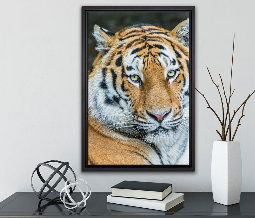 prächtiger Tiger auf Leinwandbild gerahmt mit Kirschblüten