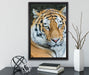 prächtiger Tiger auf Leinwandbild gerahmt mit Kirschblüten
