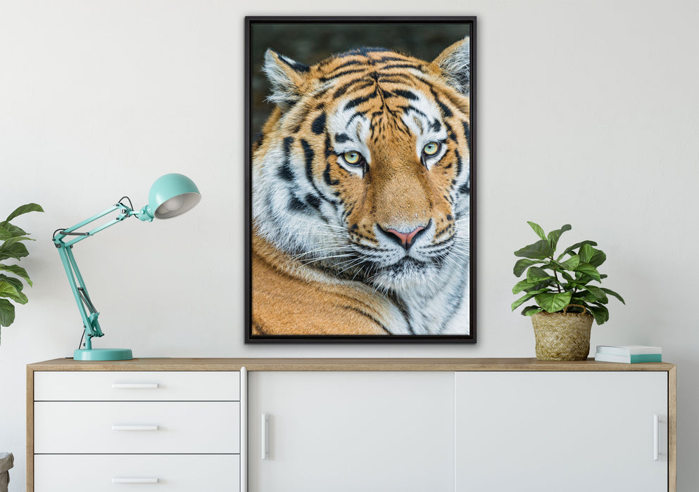 prächtiger Tiger auf Leinwandbild gerahmt verschiedene Größen im Wohnzimmer