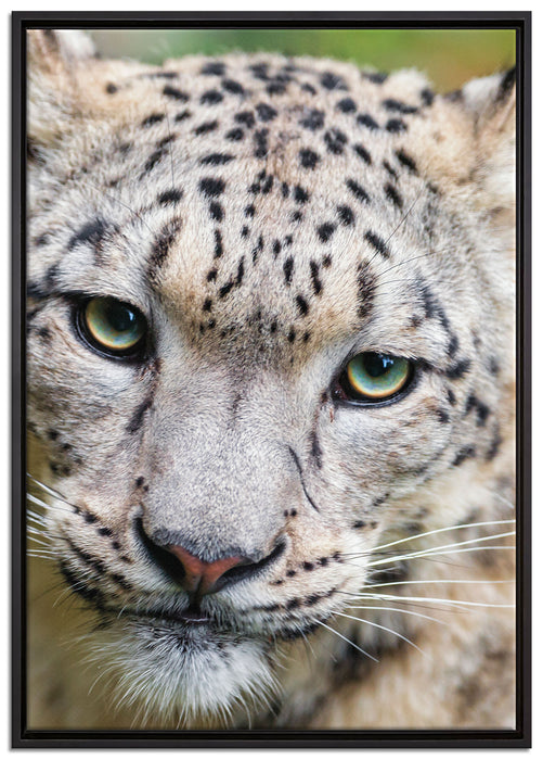 eleganter Schneeleopard auf Leinwandbild gerahmt Größe 100x70